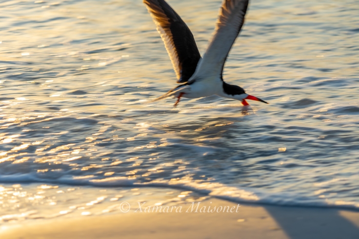 This photo is not sharp at all. But I love it, because you can see clearly what Black Skimmer does for living. 